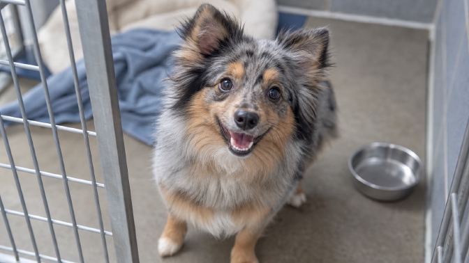 A small fluffy merle mixed-breed dog looking up from a shelter kennel