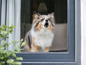 Small fluffy dog at a front window with ears up, mid-bark