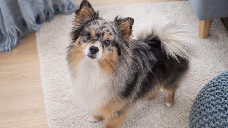 Small fluffy Australian Shepherd Pomeranian mix looking up at the camera