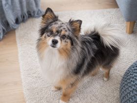 Small fluffy Australian Shepherd Pomeranian mix looking up at the camera