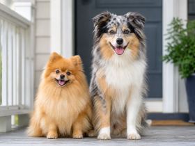 A small orange Pomeranian sitting next to a larger fluffy merle mixed-breed dog on a porch