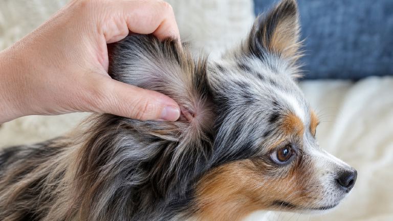 Close view of fingers parting the fine coat behind a small dog's ear