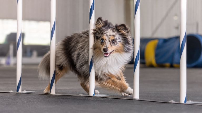 small merle herding-type dog weaving through agility poles